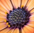 Closeup of colourful osteospermum flower or cape daisy Royalty Free Stock Photo