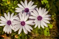 Closeup of Osteospermum White Cape daisy with purple center Royalty Free Stock Photo