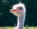 Closeup ostrich bird head and neck front portrait. Outdoors