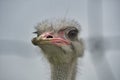A closeup of an ostrich face. Royalty Free Stock Photo
