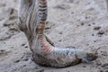 Closeup of a ostrich foot in the desert