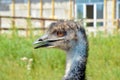 Closeup ostrich head