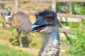 Closeup ostrich head