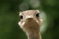 Closeup of ostrich head