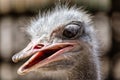 Closeup ostrich head on a blurred background