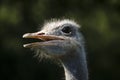 Closeup of Ostrich head (Struthio Camelus)