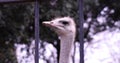 Closeup of an ostrich head in zoo