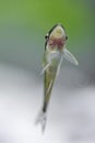 Otocinclus in planted aquarium Royalty Free Stock Photo