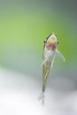 Otocinclus in planted aquarium Royalty Free Stock Photo