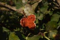 Closeup of an over-ripe fig on a tree under the sunlight with a blurry background Royalty Free Stock Photo