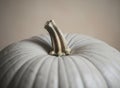 Closeup of oversized gray pumpkin with detailed stem Royalty Free Stock Photo