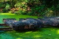 Closeup of an overturned railroad track, turned into a rustic wooden bridge, spanning a small pond. Royalty Free Stock Photo