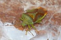 Closeup on an overwintering of birch shieldbug , Elasmostethus interstinctus Royalty Free Stock Photo
