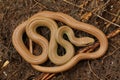 Closeup on an overwintering, pale colored and curled up Western Yellow-bellied Racer, Coluber constrictor mormon Royalty Free Stock Photo