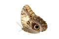 Closeup of an owl butterfly isolated on white background Royalty Free Stock Photo