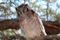 Closeup of the owl (Strigiformes) perched on the branch with closed eyes during the daytime