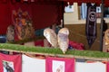 Closeup of owls perched on a fence in a park under the sunlight in Spain