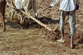 Closeup with oxen plowing farmer, Ethiopia