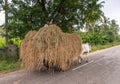 Closeup of Oxen pulling wagon loaded up with straw, Hampi, Karnataka, India