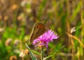 Closeup of an Oxeye butterfly on top of a pink flower