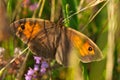 Closeup of an Oxeye butterfly with wings spread open surrounded by plants