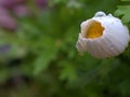 Closeup Oxeye daisy common daisy flower with green leaf in garden