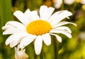 Closeup single Oxeye Daisy with yellow disc and white rays