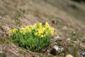 Closeup of an oxlip in the Austrian Alps Royalty Free Stock Photo