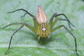 Closeup of an oxyopes salticus on a green leaf