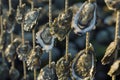 closeup of oysters growing on suspended ropes