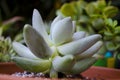 Pachyphytum Bracteosum Succulent Plant Royalty Free Stock Photo