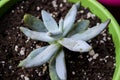 Pachyphytum Werdermannii Succulent Royalty Free Stock Photo
