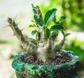 Pachypodium saundersii on handmade concrete artisan pot Royalty Free Stock Photo