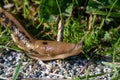 A closeup of Pacific banana slug crawling on the ground. Royalty Free Stock Photo