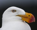 Closeup of a Pacific gull