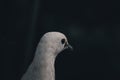 Closeup of a Pacific imperial pigeon head against a dark background