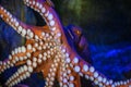 Closeup of a Pacific Octopus tentacles and suckers captured in the deep ocean