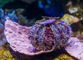 Closeup of a pacific red pincushion urchin, popular tropical pet from hawaii Royalty Free Stock Photo