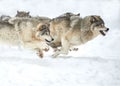 Closeup of a pack of wolves running on snow