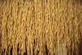 Closeup Paddy grains or rice hanging Organic Paddy rice Paddy rice background