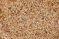 Closeup paddy rice seed Royalty Free Stock Photo