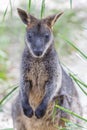 Closeup of Pademelon - native Australian marsupial.