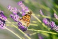 Closeup of a painted lady butterfly on English lavenders in a garden with a blurry background Royalty Free Stock Photo