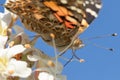 Painted lady butterfly on white flower with hidden ladybug Royalty Free Stock Photo