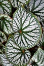 Closeup Painted-leaf Begonia flower plant ,green leaf Royalty Free Stock Photo