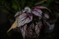 Closeup of painted-leaf begonia plant with white veining in its leaves Royalty Free Stock Photo