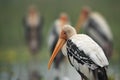 Closeup of Painted stork at Bhigwan bird sanctuary, Maharashtra