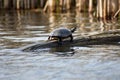 Closeup of a Painted Turtle Chrysemys picta Box Turtle Royalty Free Stock Photo