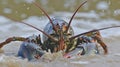 Closeup of a pair of antennae on a lobsters head twitching and swaying as it stles through the shallow waters near the