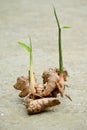 closeup the pair of brown color ginger soil heap with green leaves and plant soft focus natural grey brown background